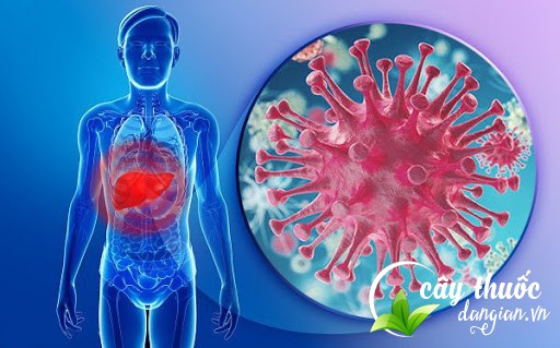 Trà hoa cúc vàng sấy kho bảo vệ sức khỏe cho mọi người